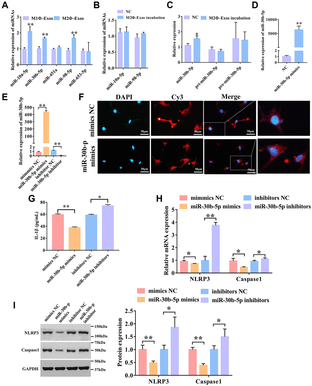 M2Φ-Exos transfer miR-30b-5p to regulate airway epithelial cell pyroptosis. (A) The expression levels of miRNAs in M2Φ-Exos. qRT-PCR was used to detect five candidate miRNAs. U6 was used as an internal control. (n = 3) (B) The expression levels of miRNAs in airway epithelial cells incubated with M2Φ-Exos. (n = 3) (C) The expression level of miR-30b-5p in airway epithelial cells incubated by M2Φ-Exos. (n = 3) (D) The expression level of miR-30b-5p in M2Φ-Exos transfected with miR-30b-5p mimics. (n = 3) (E) Overexpression and interference efficiency of miR-30b-5p were detected by qRT-PCR. (n = 3) (F) M2Φ-Exos containing miR-30b-5p internalization was observed with a fluorescence microscope. Scale bars = 50 μm. (G) The expression level of IL-1β was measured s by ELISA assay in airway epithelial cell. (n = 3) (H) The expression levels of NLRP3 and caspase-1 were determined by qPCR. (n = 3) (I) The protein expression level of NLRP3 and caspase-1 was detected by Western blotting. *P **P 