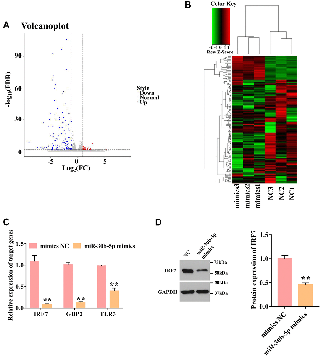 Overexpression of miR-30b-5p down-regulates IRF7. (A) Volcano plot of differentially expressed genes. The red dot represents up-regulated genes, and the blue dot represents down-regulated genes. (B) Cluster heatmap of differentially expressed genes. Each column represents a sample; the row shaded in red represents up-regulated genes, and shaded in green represents down-regulated genes. (C) Validation of 3 selected targeted genes by qPCR. GAPDH was used as an internal control. (n = 3) (D) The protein expression level of IRF7 was detected by Western blotting. **P 