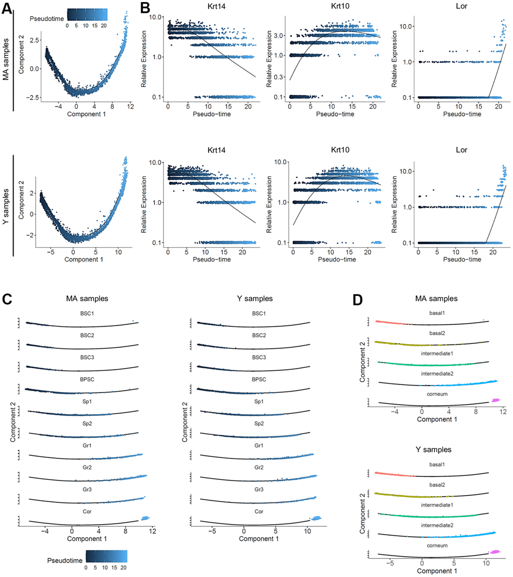 Pseudotime analysis and metacluster identification in young versus middle-aged NMR keratinocytes. (A) Colored pseudotemporal ordering of keratinocytes for MA (middle-aged) and Y (young) NMR separately. No significant differences were observed between the 2 groups. (B) Relative expression of Krt14, Krt10 and Lor markers plotted along the pseudotime axis for each condition. The same relative expression profile was found between MA and Y NMR, validating the 3 cellular states for NMR keratinocytes and the no age-related impact of aging in the differentiation process. (C) Pseudotime estimation showing epidermal progression along the differentiation process with individualized cluster visualization, for each condition. Five metaclusters were defined according to their differentiation engagement: basal 1, basal 2, intermediate 1, intermediate 2 and corneum. (D) Unsupervised differentiation trajectories for MA and Y animals. The same repartition of metacluster among the trajectory was observed. BSC = basal and stem cells; BPSC = basal proliferating and stem cells; Sp = Spinous layer cells; Gr = granular layer cells; Cor = corneous layer cells.