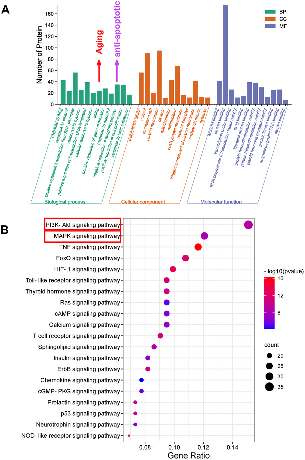 Bioinformatics analysis of predicted targets. (A) The distribution of GO entries in biological process, molecular function and cell composition (top 12 according to FDR B) The top 20 KEGG pathways. The color scale indicates the different thresholds for the p-values, and the size of the dots represents the number of genes corresponding to each term.