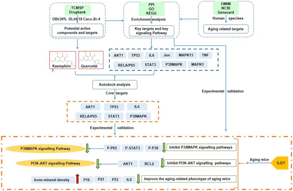 The mechanisms of SJZT in the treatment of aging by the network pharmacology approach and experimental validation.