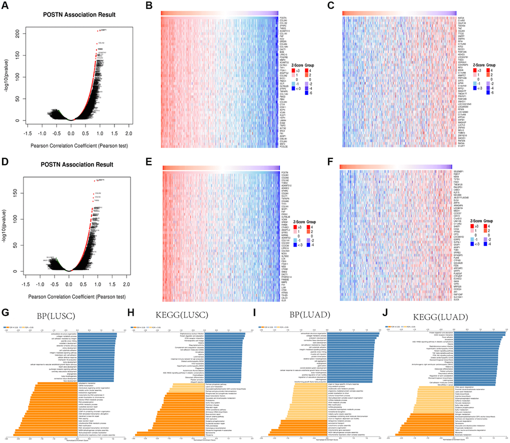 GO and KEGG enrichment analysis for POSTN in LUAD and LUSC. Volcano plot showing the correlations between POSTN and genes differentially expressed in LUAD (A). Heat maps showing genes positively and negatively correlated with POSTN in LUAD (Top50) (B, C). Volcano plot showing the correlations between POSTN and genes differentially expressed in LUSC (D). Heat maps showing genes positively and negatively related with POSTN in LUSC (Top50) (E, F). Enrichment terms in BP and KEGG enrichment pathways in LUAD and LUSC (G–J).