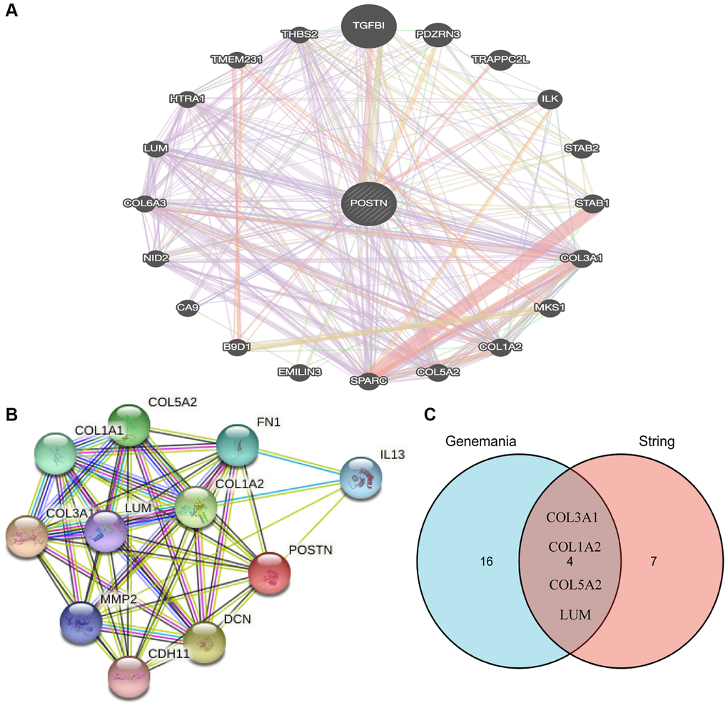 Analysis of neighboring gene networks in lung cancer. The gene-gene interaction network of POSTN constructed using GeneMania (A). The PPI network of POSTN generated using STRING (B). The overlapping genes (C).