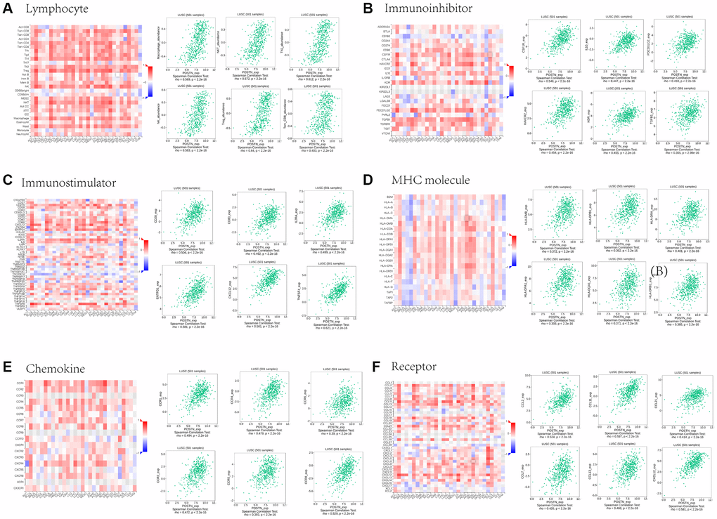 Associations between POSTN expression and lymphocytes, immunomodulators, and chemokines in LUSC. Correlations between tumour-infiltrating lymphocytes (TILs) and POSTN and the six TILs with the highest correlation values (A). Correlations between immunomodulators and POSTN and the six immunomodulators with the highest correlation values (B–D). Correlations between chemokines (or receptors) and POSTN and the six chemokines (or receptors) with the highest correlation values (E and F).