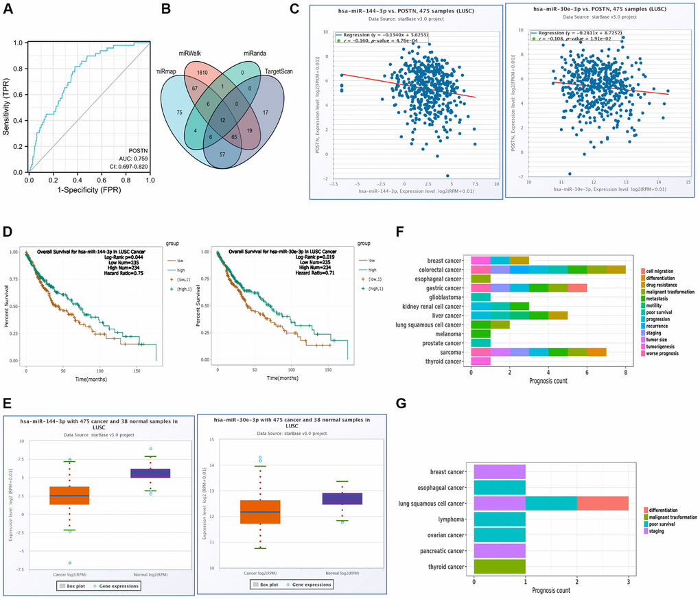 miRNA regulation and diagnostic value of POSTN. (A) ROC curve analysis of POSTN in LUSC. (B) The overlapping POSTN-targeted miRNAs. (C) The correlation between the expression of POSTN and POSTN-targeted miRNAs in LUSC and control normal samples determined by the starBase database. (D) The prognostic value of POSTN-targeted miRNAs in LUSC assessed by Kaplan-Meier plotter (E) The expression of POSTN-targeted miRNAs in LUSC and control normal samples determined by starBase database. (F, G) Prognosis affected by POSTN-targeted miRNAs was conducted using miRNACancerMAP database.