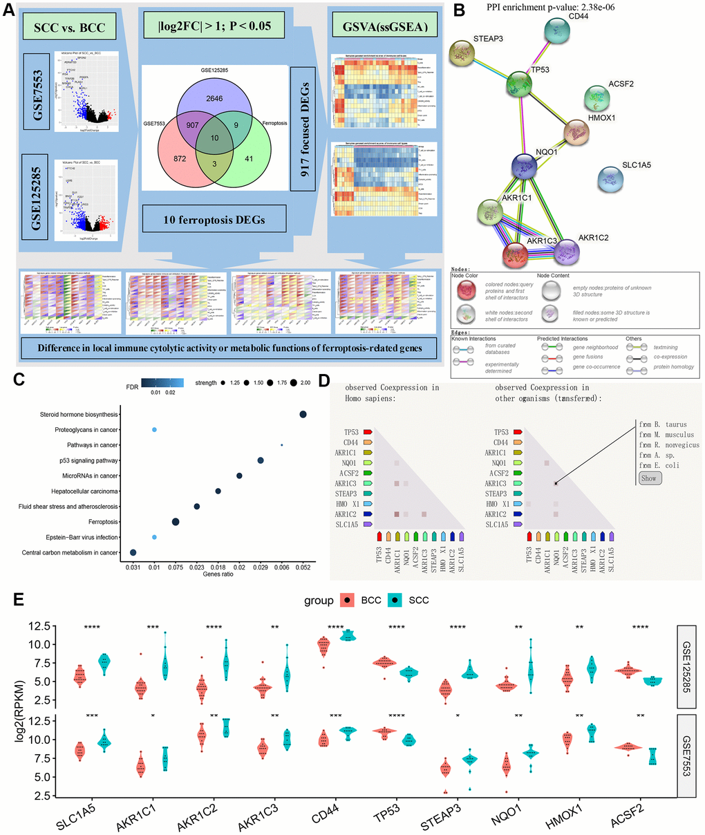 Overview of ferroptosis genes. (A) Flow chart of DEG gene set and iron death gene acquisition. (B–D) The protein-protein interaction network diagram, biological functions and (homologous) co-expression results of ferroptosis genes. (E) Differences in the expression of ferroptosis-related genes between BCC and SCC in the two data sets. (*P