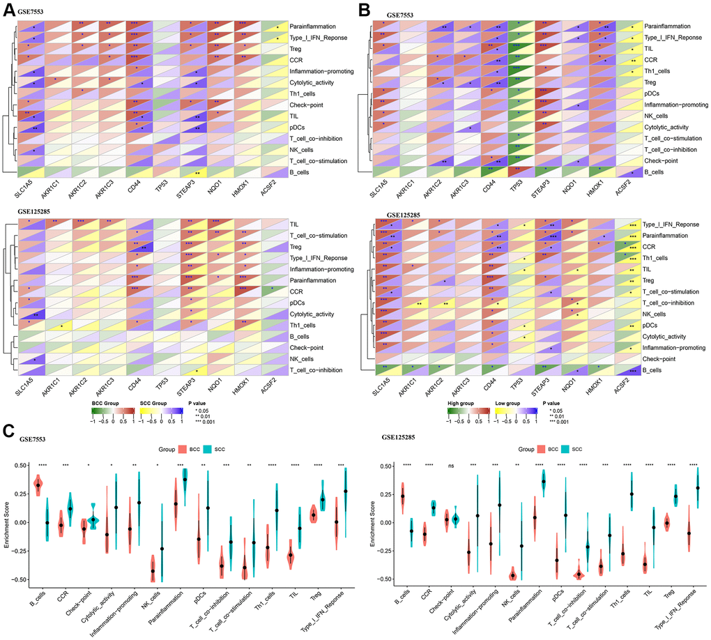 Correlation difference between ferroptosis genes and local immune cytolytic activity (LICA). (A) Difference in Pearson correlation of LICA and ferroptosis genes between BCC and SCC. (B) Difference in Pearson correlation of LICA and ferroptosis genes higher/lower expression level. (C) Comparison of LICA results between BCC and SCC. (*P