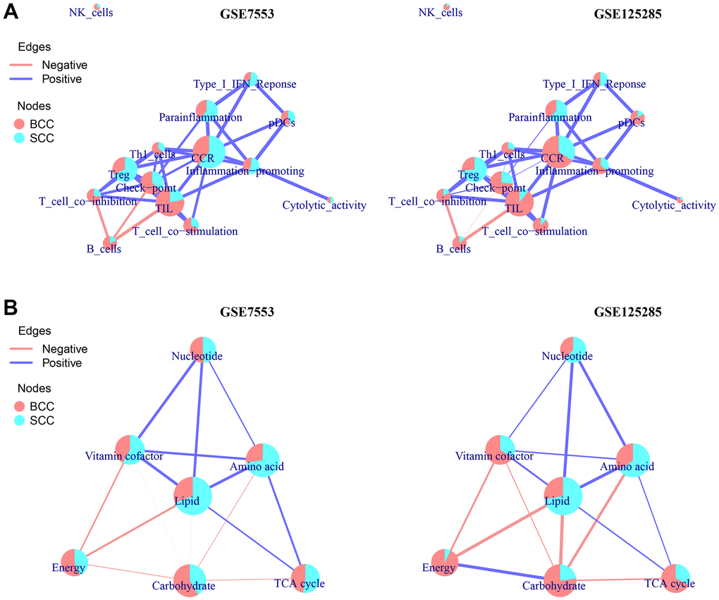 A network model of correlation-connected overall score share (ccOSS) of LICA and TME between BCC and SCC. (A, B) The ccOSS network interaction of BCC and SCC in LICA and TME enrichment results, respectively. (The connection of the node is determined by the shared genes in the node function, the size of the node is determined by the number of genes in the enriched gene set, and the overall score share (OSS) in node is calculated according to the formula OSS=m/n∗∑ineSi/∑jm∑ineSi, with m represent the number of groups, n represent the number of samples in each group, S is the GSVA score of the sample, and j=i=1. The thickness of the connection line is determined by the correlation coefficient between the nodes, and there are positive and negative differences).