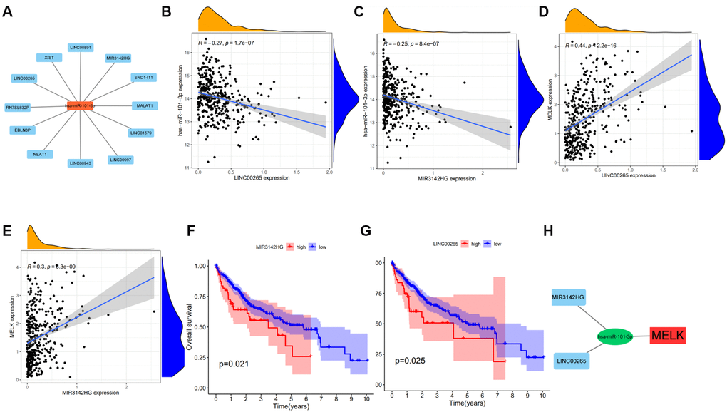 Expression and survival analysis of upstream lncRNAs of hsa-miR-101-3p in HCC. 12 types of lncRNAs were significantly associated with hsa-miR-101-3p (A). Significant negative correlations were obtained between the levels of LINC00265 (B), MIR3142HG (C), and has-miR-101-3p. Significant positive correlations were obtained between the levels of LINC00265 (D) and MIR3142HG (E) and MELK. Overall survival analysis for MIR3142HG (F), LINC00265 (G) in HCC. (H) The MIR3142HG and LINC00265/hsa-miR-101-3p/MELK axis. *p value 