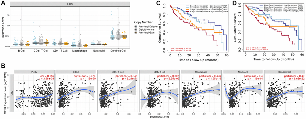 MELK levels and immune cell infiltration in HCC. (A) Immune cell infiltration in relation to MELK copy number variations. (B) Correlation of MELK levels with B cells, CD8+ T cells, CD4+ T cells, macrophages, neutrophils, and dendritic cells. (C) Association between MELK levels (HR = 4.636, 95% CI 1.170, 18.369, p = 0.029) patient OS at 60 months with increased neutrophil. (D) Association between MELK levels and patient OS at 60 months (HR = 6.202, 95% CI 1.578, 24.378, p = 0.009) with increased macrophage.