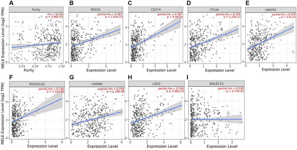 MELK levels and immune checkpoint expression. (A) Correlation of MELK with PD-1, adjusted for purity by TIMER, (B) Correlation with PDL1, (C) Correlation with CTLA-4, (D) Correlation with HAVCR2, (E) Correlation with PDCD1, (F) Correlation with PDCD1LG2, (G) Correlation with TIGIT, (H), Correlation with LAG3, (I) Correlation with SIGLEC15.