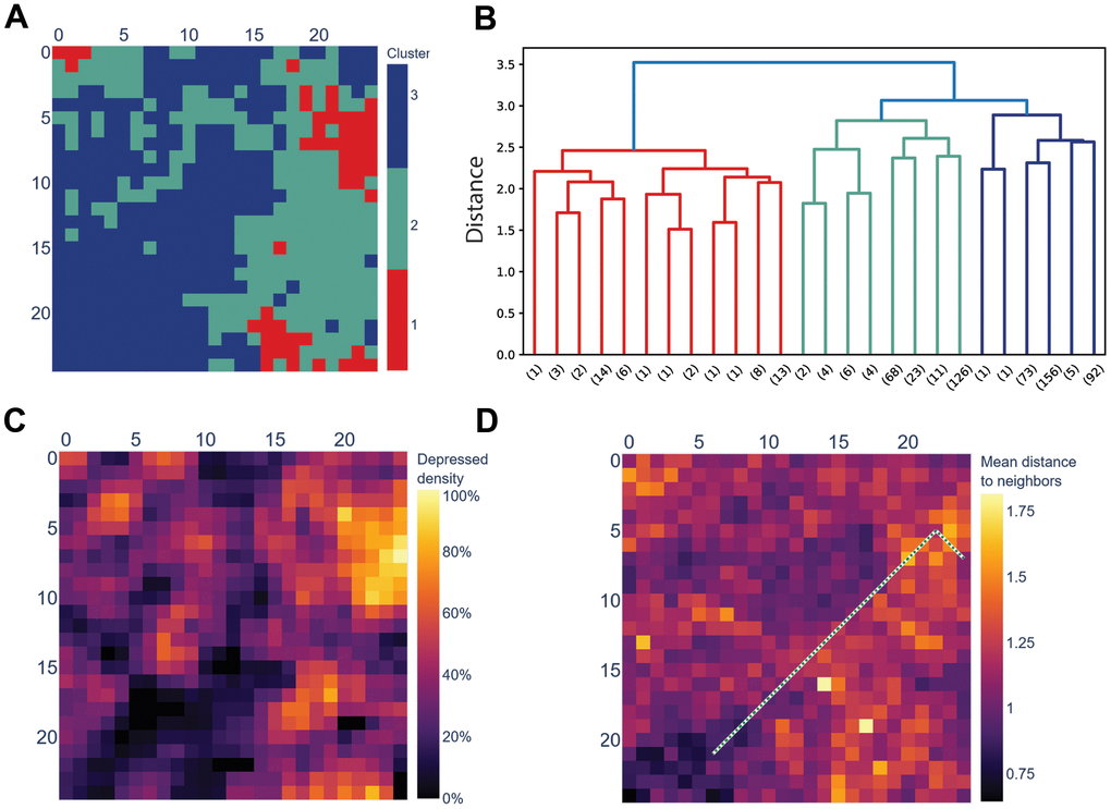 The SOM trained on a cohort of non-depressed people separates the depressed and the non-depressed. (A) Hierarchical clustering of SOM’s nodes identified three clusters; (B) Dendrogram of the clusters displayed in section A. Distance is Euclidean distance between clusters (complete linkage); numbers in brackets mark the number of leaves below the pruned branches; (C) Cluster-1 displayed in section A coincides with SOM’s cells to which more depressed, rather than non-depressed, respondents from the test cohort (N = 1173) are mapped. NA (dark green) marks the cells to which no respondents from the test cohort were mapped; (D) SOM colored by the average distance between a cell and its neighbors (U-matrix). The green dotted line is the shortest path between the cell with the most depressed respondents (top-right) and with the most non-depressed respondents (bottom-left).