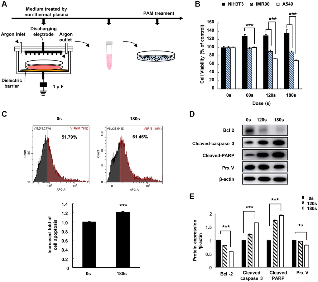 Effect of PAM on A549 cells. (A) Non-thermal PAM treatment experiment timeline. (B) The NIH3T3, IMR90, and A549 cells were treated with PAM (16.4 kV) in a dose-dependent manner for 24 h, and cell viability was measured using MTT assays. (C) Apoptotic A549 cells treated with PAM were detected via flow cytometry. (D and E): Western blotting of apoptosis-related proteins BCL2 apoptosis regulator, cleaved caspase-3, PARP, and PRDX5 in A549 cells after treatment with PAM (16.4 kV for 120 or 180 s). Quantified data are presented as the mean ± standard deviation of three independent experiments. Significant different are indicated at *p **p ***p 