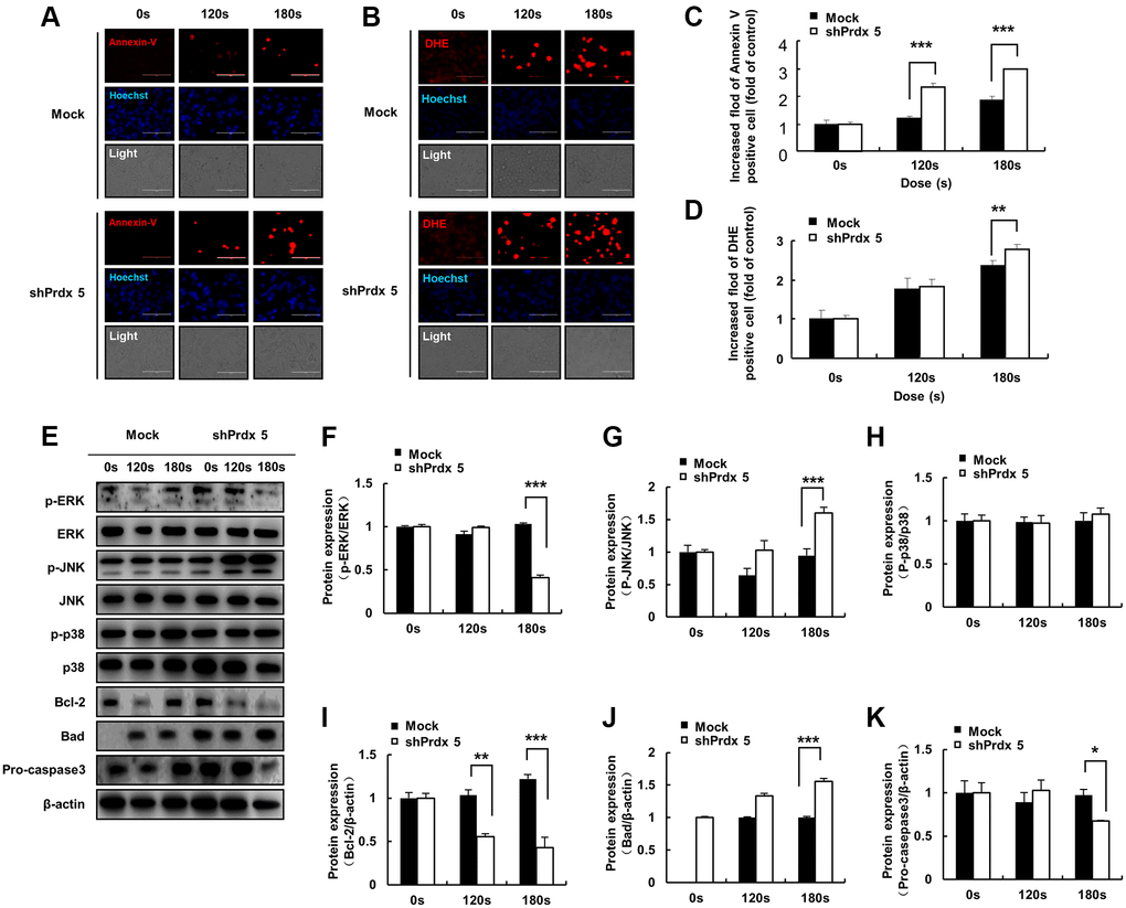 PAM induces ROS accumulation and MMP loss in A549 cells, leading to cell death. (A) Images of A549 cells exposed to PAM and stained with Annexin V. (B) Images of A549 cells exposed to PAM and stained with DHE. Relative fluorescence intensity of Annexin V staining. (C) Relative fluorescence intensity of Annexin V staining. (D) Relative fluorescence intensity of DHE staining. (E–K): Western blot analysis was performed to check the expression of apoptosis-related proteins. The data are presented as the mean ± standard deviation of three independent experiments. Significant differences are indicated at *p **p ***p 