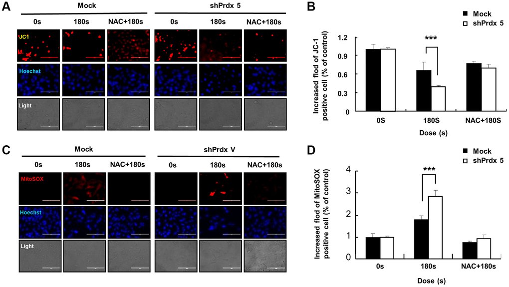 The addition of NAC suppressed cell death and restored the MMP. (A and B) Apoptotic A549 cells transfected with shPRDX5 and Mock A549 cells were detected via Mito-SOX staining and observed under fluorescence microscopy after treatment with PAM. (C and D) Imaging of shPRDX5-transfected A549 cells and Mock A549 cells exposed to PAM and stained with JC-1. The data are presented as the mean ± standard deviation of three independent experiments. Significant differences are indicated at *p **p ***p 