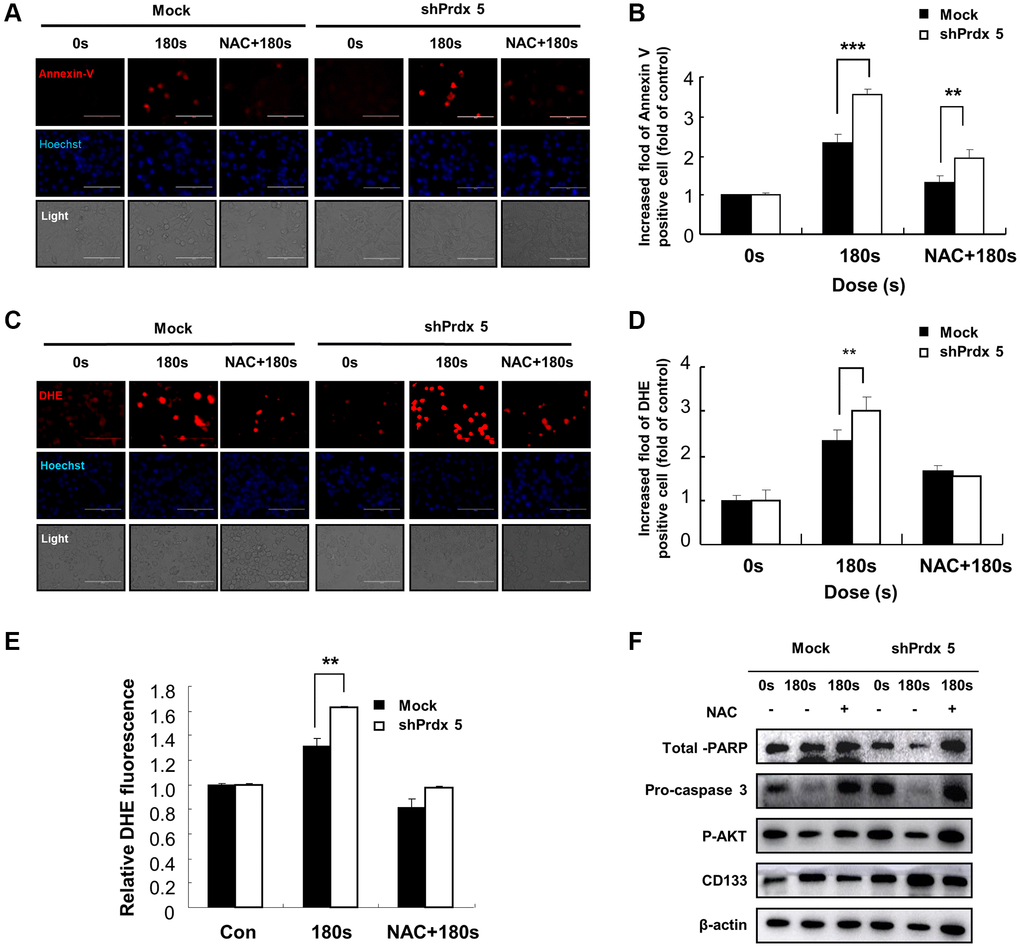 Effects of NAC treatment on intracellular ROS content in PRDX5 knockdown A549 lung cancer cells. (A) Images of A549 cells exposed to PAM and stained with Annexin V after NAC treatment. (B) Relative fluorescence intensity of Annexin V staining. (C) Images of A549 cells exposed to PAM and stained with DHE after NAC treatment. (D) Relative fluorescence intensity of DHE staining. (E) Flow cytometric analysis of intracellular ROS production in A549 cells using DHE staining. (F) Western blotting of apoptosis-related proteins, including AKT, pro-caspase 3, and PARP in A549 cells after treatment with NAC. Quantified data are presented as the mean ± standard deviation of three independent experiments. Significant differences are indicated at *p **p ***p 