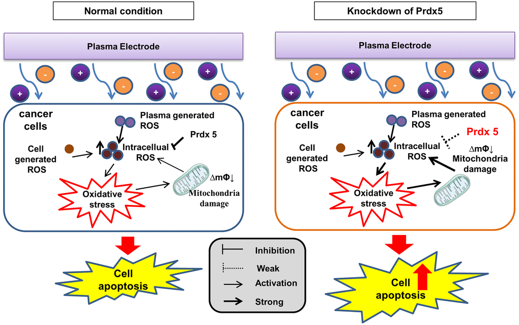 PRDX5 maintains the mitochondrial state and regulates MAPK signaling against PAM-induced apoptosis.