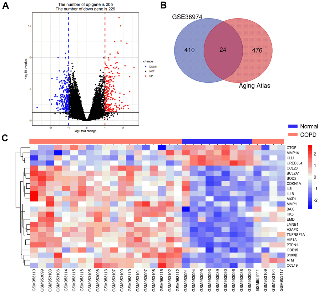 Aging-related differentially expressed genes (DEG) between COPD subjects and normal controls. (A) Volcano plot of the DEGs from GSE38974 with adjusted P 2 FC| >1 as threshold values. Red and blue dots indicate significantly upregulated and downregulated genes, respectively. (B) Venn diagram of COPD differentially expressed genes and aging-related genes. (C) Heatmap of the expression of 24 aging- and COPD-related genes.