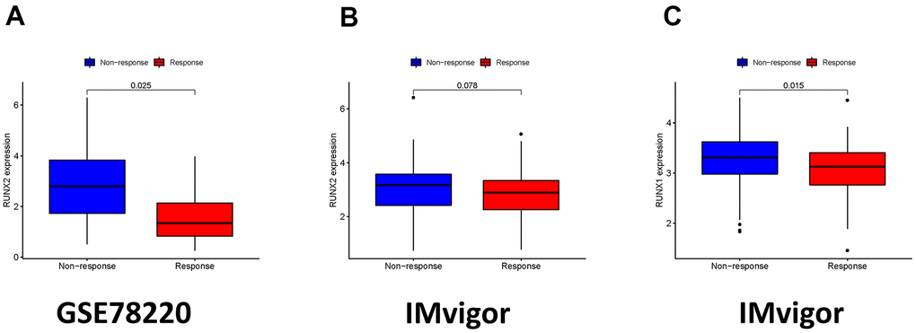 The role of ICI scores in the prediction of immunotherapeutic benefits. (A) RUNX2 expression in groups with a different anti-PD-1 clinical response status in the GSE78220. (B) RUNX2 expression in groups with a different anti-PD-L1 clinical response status in the IMvigor210 cohort. (C) RUNX1 expression in groups with a different anti-PD-L1 clinical response status in the IMvigor210 cohort.