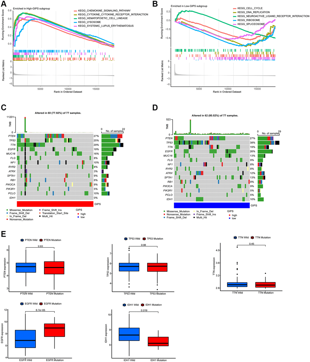 Molecular traits of distinct GIPS subgroups. (A) GSEA analysis in High-GIPS subgroup (P B) GSEA analysis in Low-GIPS subgroup (P C) Mutated genes (top 15) in High-GIPS subgroups. (D) Mutated genes (top 15) in Low-GIPS subgroups. (E) The correlation between expression level and mutations of genes (PTEN, TP53, TTN, IDH1 and EGFR).