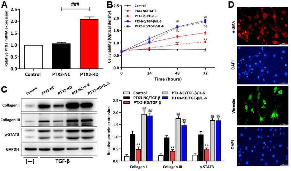 PTX3 KD inhibited the viability of cardiac fibroblasts by down-regulating IL-6/STAT3 pathway in vitro. (A) qRT-PCR results confirmed the successful PTX3 KD in cardiac fibroblasts. (B) The transfected fibroblasts were exposed to IL-6 in the presence of TGF-β and cultured for 72 h. CCK-8 assay was performed to measure the cell viability. (C) Western blotting was performed to measure the expression of collagen I, collagen III and p-STAT3. (D) Primary cardiac fibroblast climbing sheets were stained with immunofluorescence staining for a-SMA, specific marker. PTX3-NC/TGF-β group vs. PTX3-KD/TGF-β group, *pp#p##p$p$$p
