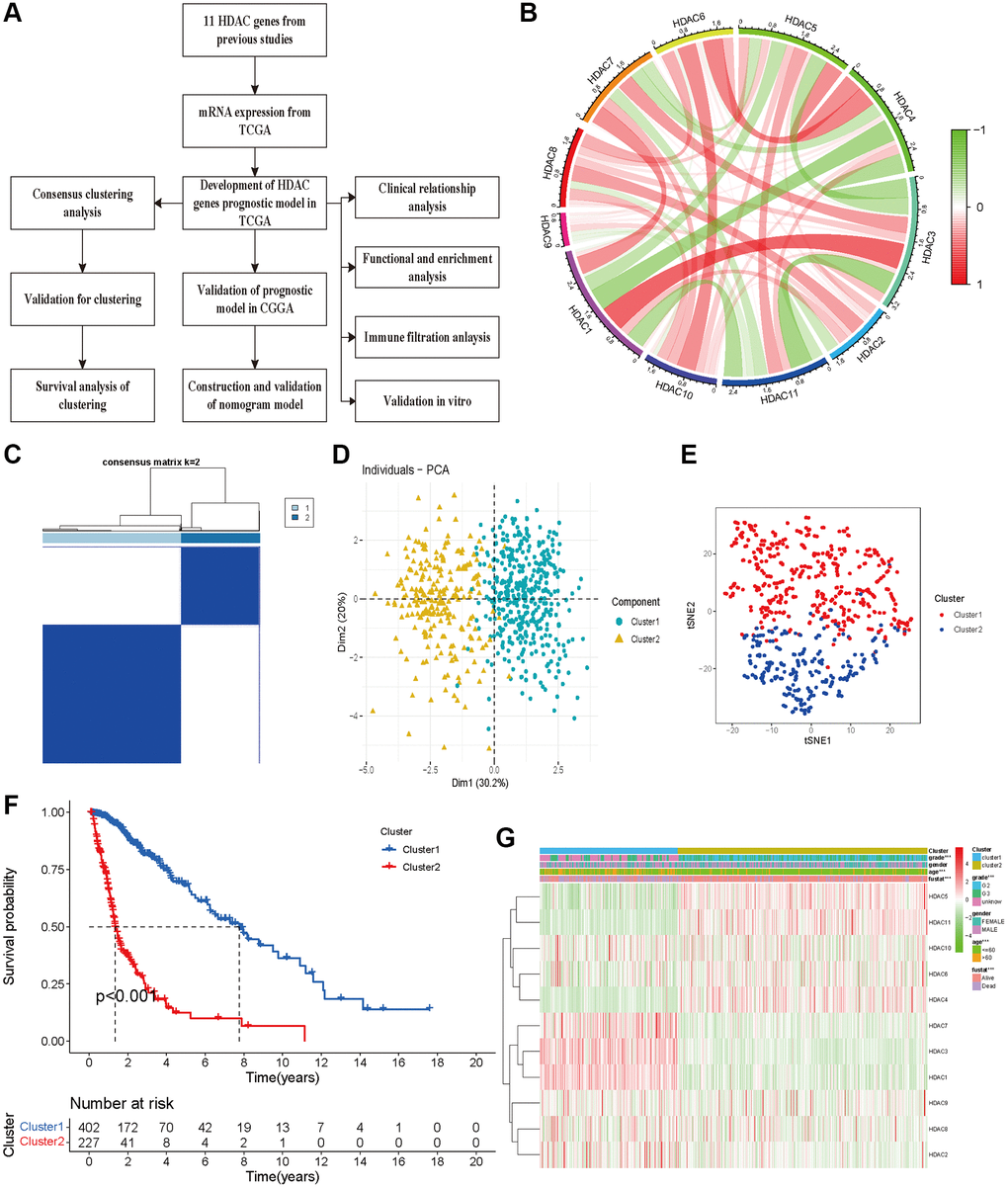 Glioma patients can be separated into two subclasses using HDAC genes. (A) The flow chart of data analysis. (B) The correlation circle plot among eleven HDAC genes. (C) The consensus matrix plot identified the best grouping (k = 2). (D) Principal component analysis of glioma subclasses in the TCGA dataset. (E) The corrected t-SNE2 analysis for two subclasses. (F) The Kaplan-Meier survival curve for two subclasses in TCGA dataset. (G) The correlation of different clinical parameters and HDAC gens expressions with subclasses.