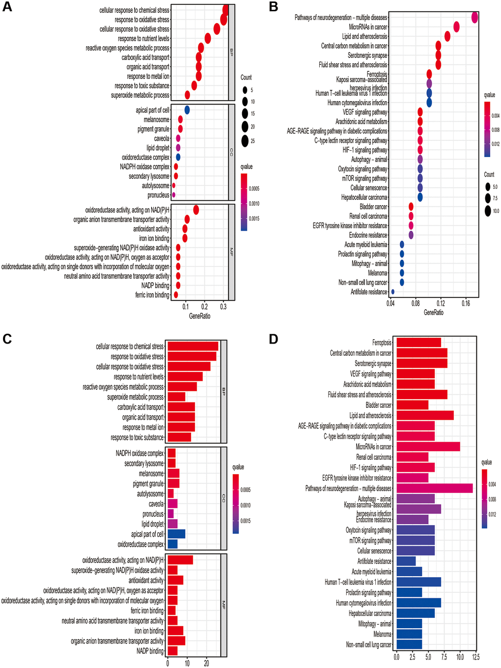Results of Gene Ontology (GO) and Kyoto Encyclopedia of Genes and Genomes (KEGG) analyses. GO (A, B) and KEGG (C, D) analysis based on the ferroptosis-related differentially expressed genes.