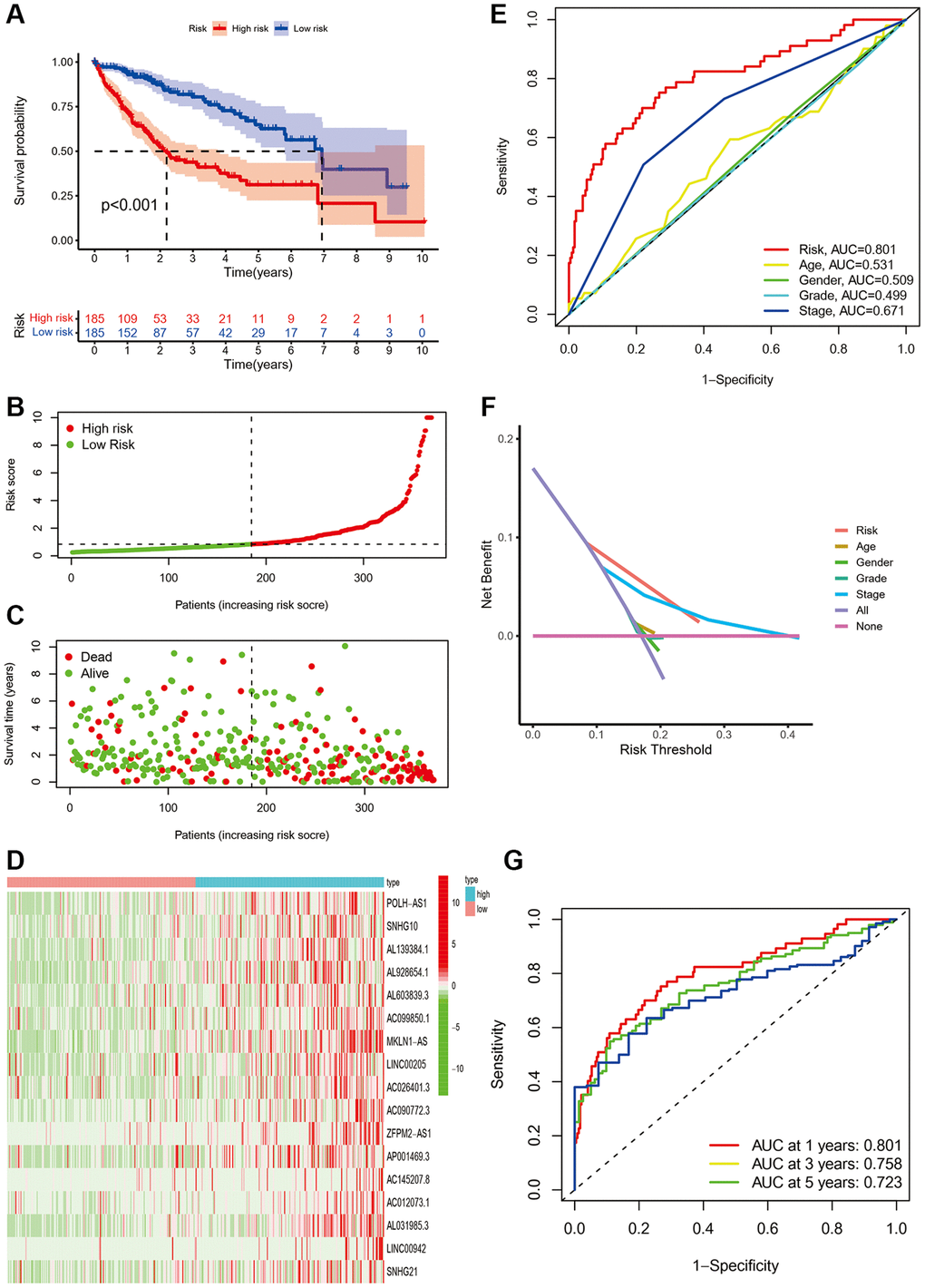 The prognostic performance of the seventeen ferroptosis-related lncRNA signature based on TCGA cohort. (A) The Kaplan-Meier analysis of overall survival in low- and high-risk groups. (B–D). The distribution of risk scores, survival status, and expression of the seventeen ferroptosis-related lncRNA risk genes. (E) Area under time-dependent ROC curve (AUC) of time-dependent Receiver operating characteristic curve (ROC) curves compared the prognostic accuracy of the risk score and other clinical features. (F) Decision curve analysis (DCA) compared the prognostic accuracy of the risk score and other clinicopathological. (G) AUC of time-dependent ROC curves validated the prognostic accuracy of the risk score in TCGA cohort.