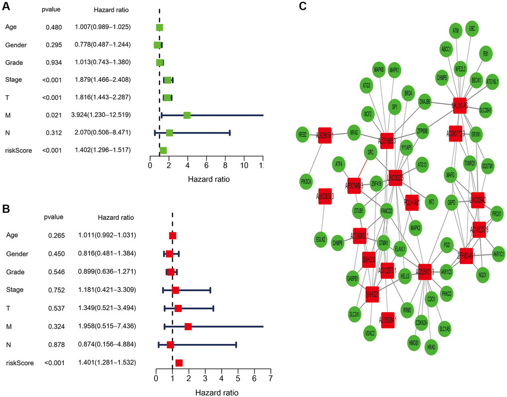 Independent prognostic value of the ferroptosis-related lncRNAs signature. (A) The results of the univariate Cox regression analysis in terms of overall survival (OS). (B) The results of the multivariate Cox regression analysis in terms of overall survival (OS). (C) The link between the identified seventeen ferroptosis-related lncRNAs and ferroptosis-related genes.