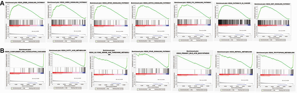 Gene set enrichment analysis (GSEA) of low-risk subgroup and high-risk subgroup based on the ferroptosis-related lncRNAs prognostic signature. (A) GSEA results demonstrate an obvious enrichment of immunoregulatory pathways against cancer in high-risk HCC patients. (B) GSEA results demonstrate a remarkable enrichment of amino acid metabolism in low-risk HCC patients.