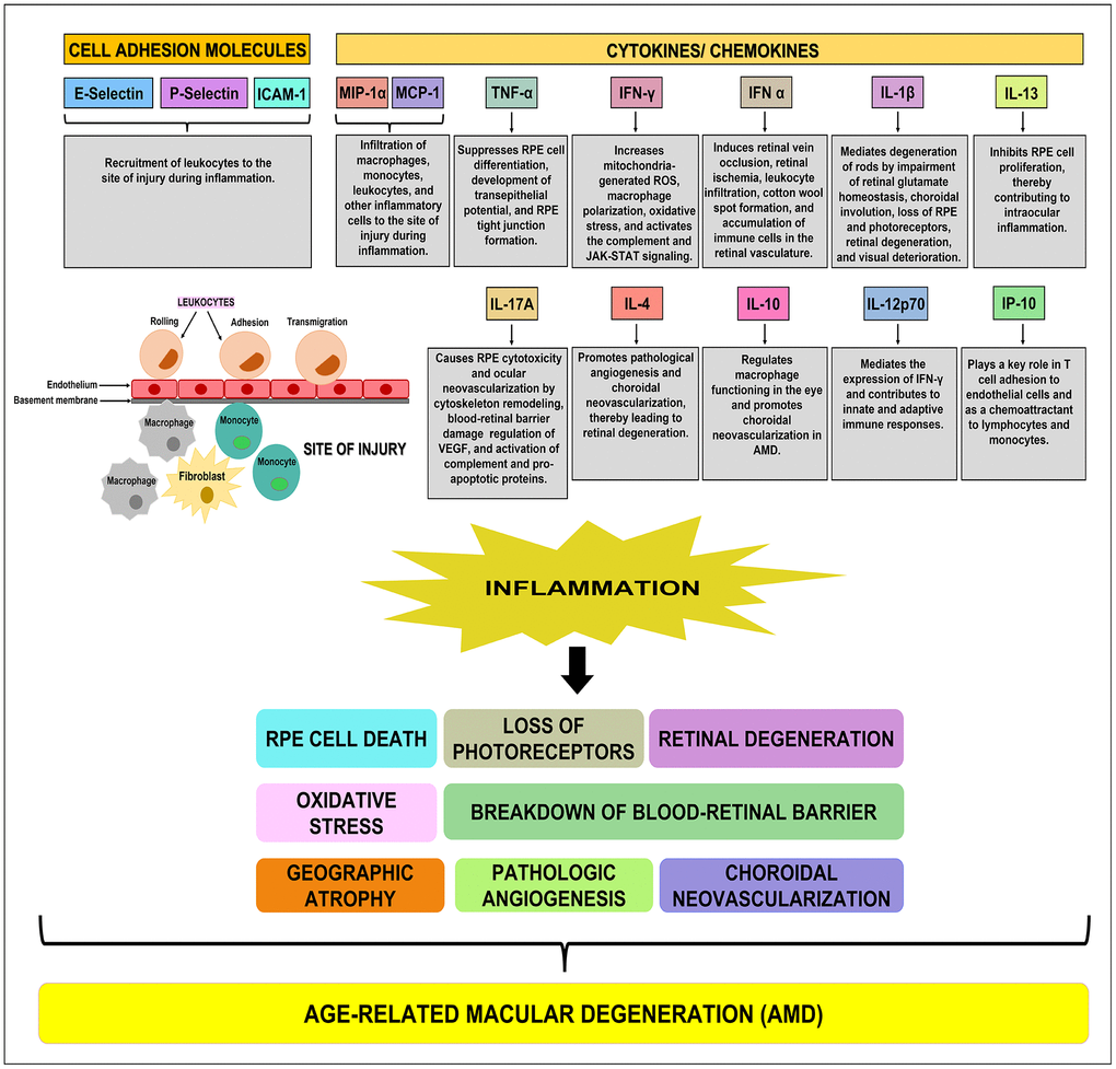 Schematic showing the function(s) of cell adhesion molecules, cytokines, and chemokines. E-Selectin, P-Selectin, and ICAM-1 are cell adhesion molecules that are involved in the recruitment of leukocytes to the site of injury during inflammation. MIP-1α, MCP-1, TNF-α, IFN-γ, IFN-α, IL-1β, IL-13, IL-17A, IL-4, IL-10, IL-12p70, and IP-10 are pro-inflammatory cytokines/ chemokines that promote RPE cell death, loss of photoreceptors, oxidative stress, retinal degeneration, breakdown of blood-retinal barrier, geographic atrophy, pathologic angiogenesis, and choroidal neovascularization, subsequently leading to the development of AMD.