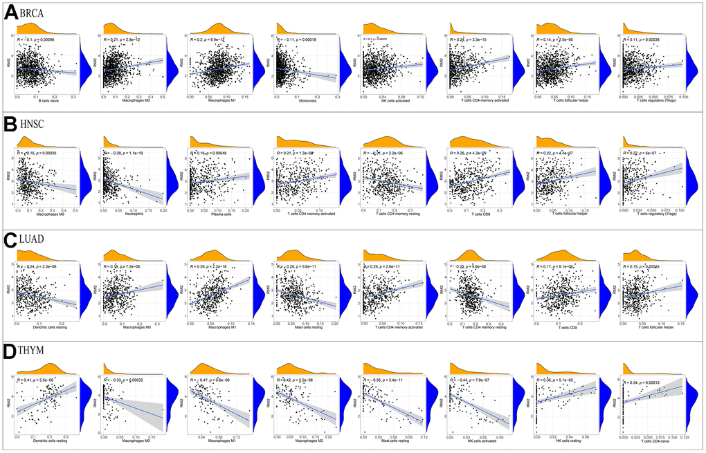 Correlation of RMI2 expression with immune infiltration level in the four tumor types. Correlation Between RMI2 expression and immune infiltration level in (A) BRCA, (B)HNSC, (C) LUAD, (D)THYM.