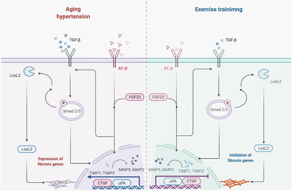 Hypothesized diagram. Schematic diagram from the present study showing that early aged hypertension activate the cardiac fibrotic upstream pathway (LOX-2, TGF-β, CTGF and p-Smad2/3), and activate the cardiac fibrotic downstream pathway (MMP2/TIMP2, MMP9/TIMP1, uPA and Collagen I) in the early aged hypertension. However, exercise training through the attenuated angiotensin II type I receptor and FGF23 and suppress cardiac LOXL2/ TGF-β-mediated fibrotic pathways on the early aged hypertensive heart.