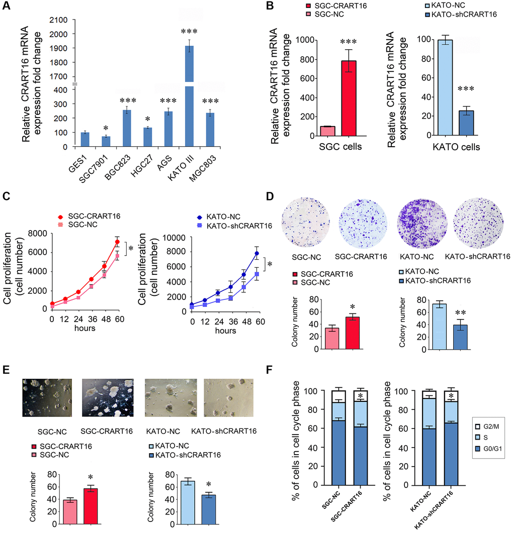 CRART16 promotes the growth rate, clonogenicity, and the cell cycle progression of gastric cancer cells. (A) CRART16 expressions were examined in six kinds of gastric cancer cell lines and one normal gastric cell line using qRT-PCR (*P ***P B) The expression of CRART16 was examined by qRT-PCR in SGC-7901 cells transfected with CRART16 or negative control lentiviruses. CRART16 expression was also examined in KATO-III cells transfected with CRART16 shRNA or negative control plasmids using qRT-PCR. GAPDH served as a loading control (***P C) The CCK-8 assay determined the growth rate of gastric cancer cells (*P D) Representative images of cell colonies formed by the indicated gastric cancer cells on the 14th day after seeding (*P E) Representative images of cell colonies formed in Matrigel by the indicated gastric cancer cells on the 14th day after seeding (*P F) Cell cycle distribution and analysis of S phase of indicated gastric cancer cells (*P 