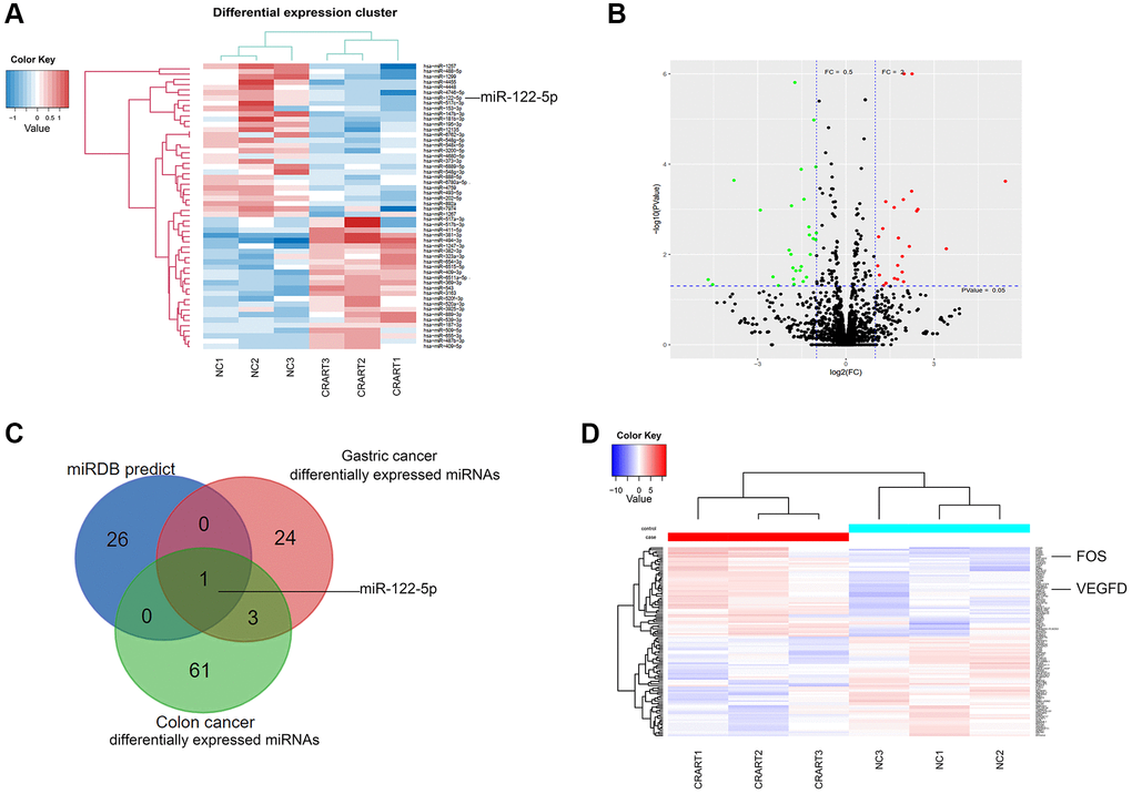 RNA profiling of CRART16-overexpressing gastric cancer. (A) Heatmaps of microRNAs (miRNAs) showing the top differentially expressed genes between SGC-CRART16 and SGC-NC cells (n = 3). (B) A volcano plot showing the differentially expressed individual miRNAs in SGC-CRART16 cells. The miRNAs significantly upregulated in the SGC-CRART16 group are shown in red; the miRNAs significantly downregulated are shown in green. (C) Venn diagram showing the intersection of differentially expressed miRNAs from gastric cancer and colon cancer cell lines with the potential miRNA targets from miRwalk prediction. The most probable target of CRART16 was identified to be miR-122-5p. (D) Heatmaps of mRNAs showing the top differentially expressed genes between SGC-CRART16 and SGC-NC cells (n = 3).