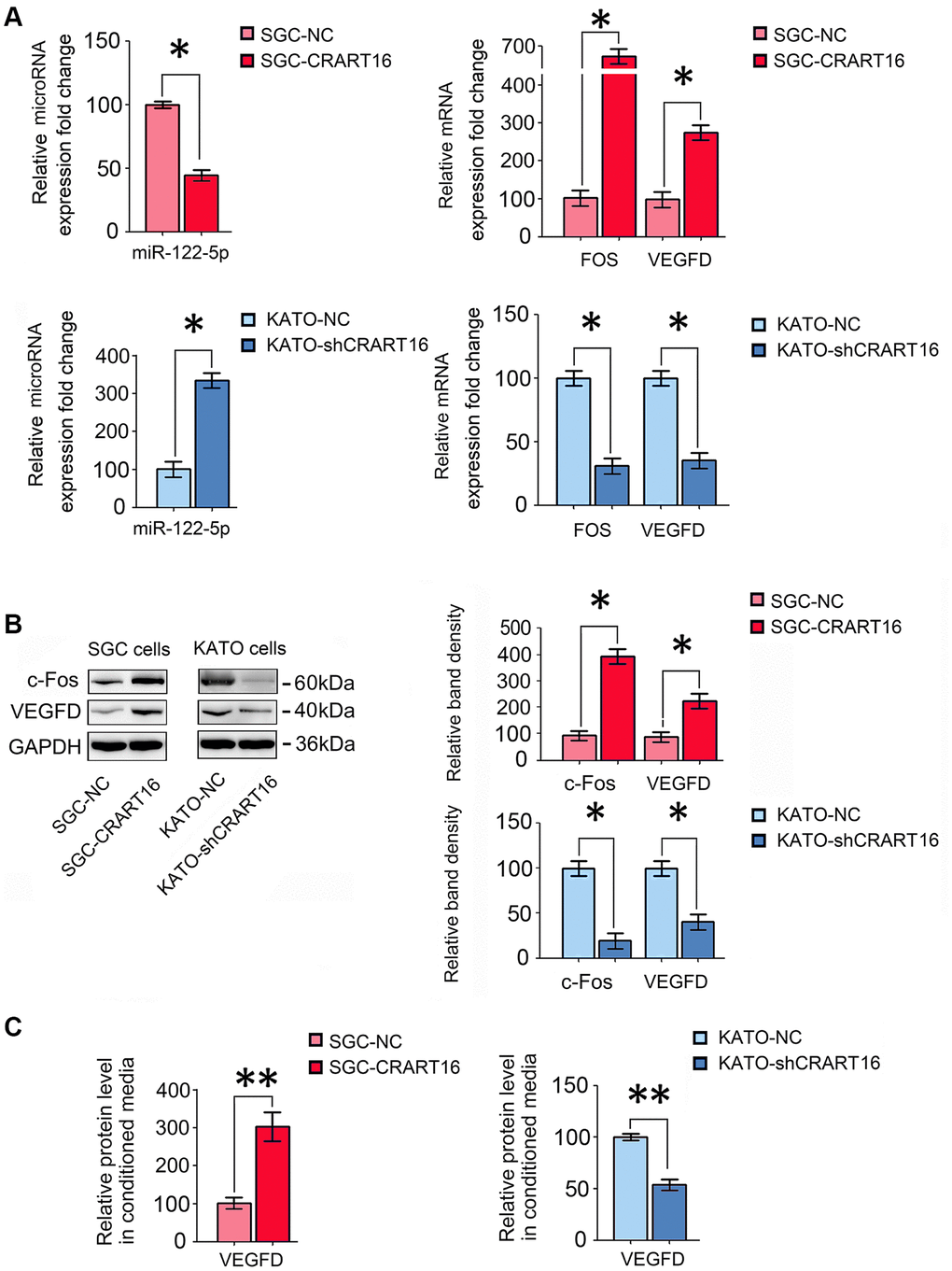 CRART16 overexpression increases c-Fos and VEGFD expression by targeting miR-122-5p. (A) The relative levels of miR-122-5p and mRNAs encoding FOS and VEGFD in different gastric cancer cell lines were analyzed by qRT-PCR (*P B) The relative levels of c-Fos and VEGFD in different gastric cancer cell lines were determined by western blotting. GAPDH was used as a loading control (*P C) The expression levels of VEGFD in conditioned media from different types of gastric cancer cells were determined by ELISA (**P 