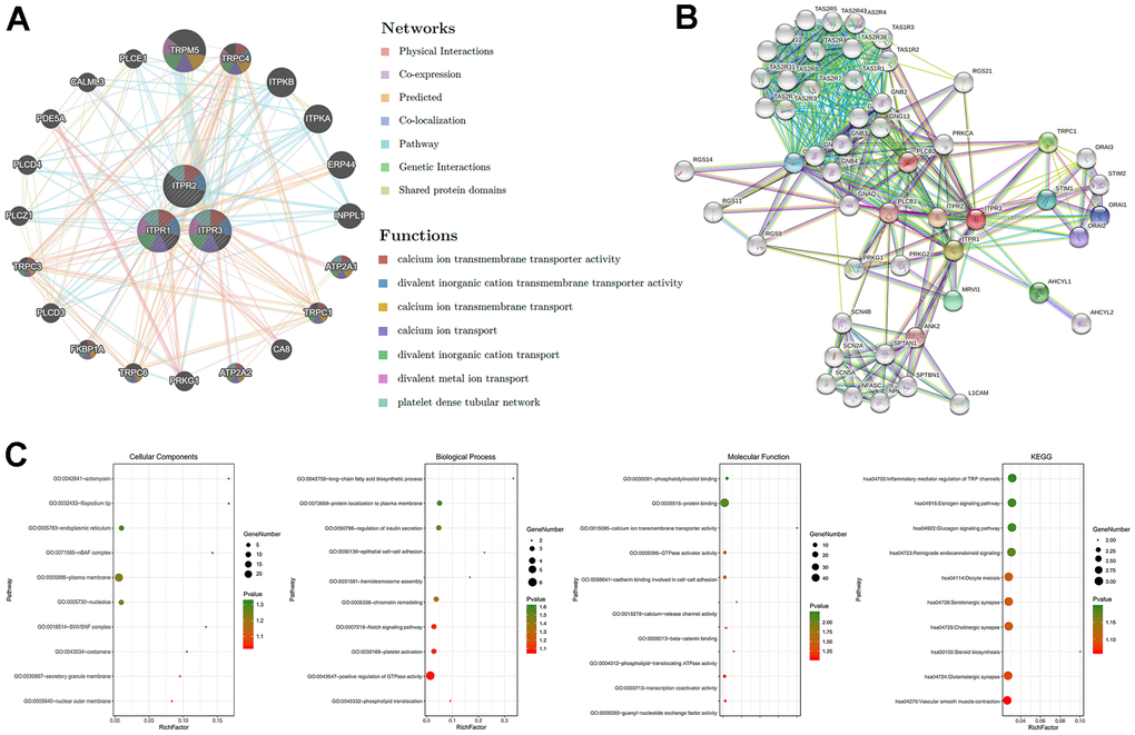 The GGI, PPI, and predicted functions analysis of ITPRs. (A) The GGI network of ITPRs (GeneMANIA). (B) The PPI network of ITPRs (String). (C) Predicted functions and pathways of ITPRs. (From left to right ITPR1, ITPR2, ITPR3) (David database).