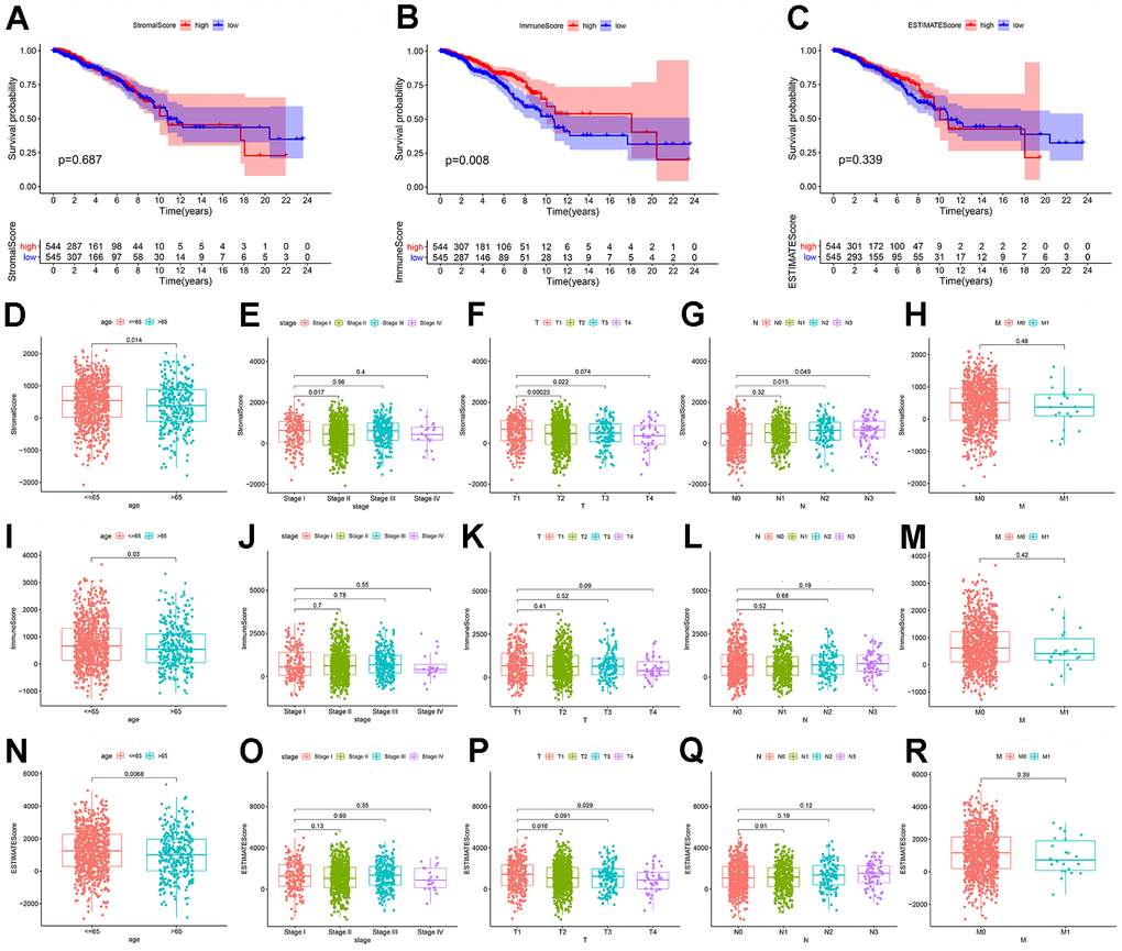 The association of Immune/Stromal/ESTIMATE score and the survival or clinic-pathological characteristics of breast cancer patients. (A–C) Kaplan–Meier survival analysis was applied to evaluate the associations between Immune/Stromal/ESTIMATE Score and the survival of breast cancer patients. Patients were divided into two groups, high score group and low score group, compared with the median. P-value and the number of samples in each group were displayed in the diagram; (D–H) The associations of Stromal Score with age, stage and TNM classification of breast cancer patients; (I–M) The associations of Immune Score with age, stage and TNM classification of breast cancer patients; (N–R) The associations of ESTIMATE Score with age, stage and TNM classification of breast cancer patients.