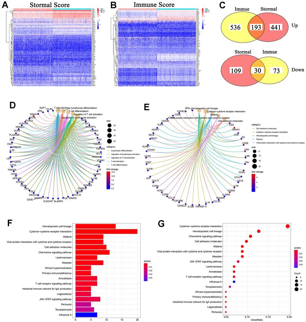 Heatmaps, venn plots, GO and KEGG enrichment analyses. (A, B) Heatmaps of DEGs obtained by comparison between high Stromal/Immune Score samples with low Stromal/Immune Score samples. pFC >1 were set up to search the DEGs; (C) Venn plots displayed the commonly up-regulated or down-regulated DEGs shared by Immune Score and Stromal Score; (D) GO enrichment analysis of 223 DEGs, pE–G) KEGG enrichment analysis of 223 DEGs, p