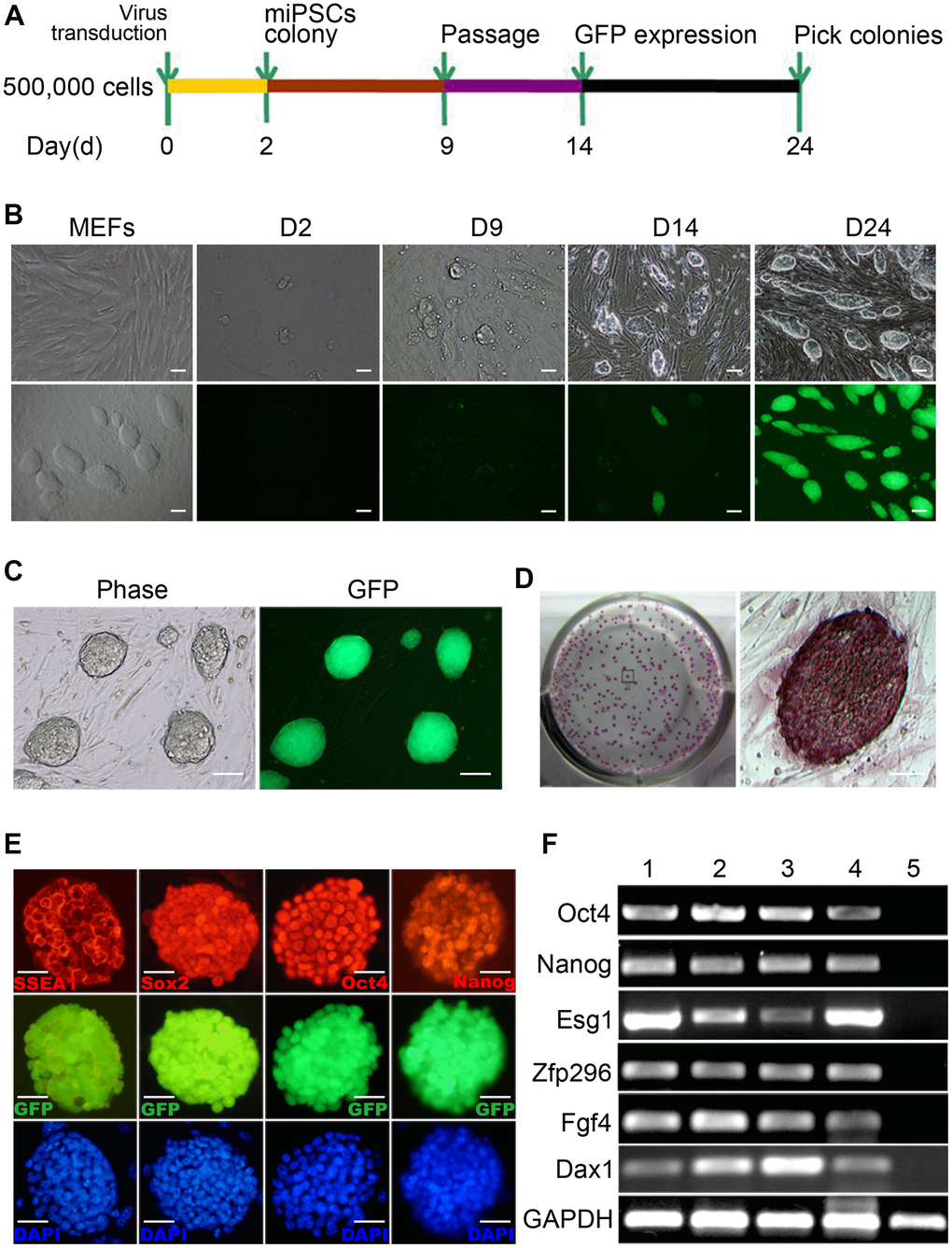 Generation of mouse Oct4-EGFP iPSCs from mouse embryonic fibroblasts (MEFs). (A) A schematic diagram of the reprogramming protocol used. (B) Typical Oct4-GFP+ miPSC colonies were initially observed around day 14. (C) The Oct4-GFP+ miPSCs sustain 30 generations and homogenous self-renewal under conventional mESC growth condition. (D) The long-term expanded iPSCs grow as compact and domed colonies that express strong alkaline phosphatase (ALP). (E) These miPSCs express typical pluripotency markers, and GFP (green) was shown to be colocalized with SSEA1(red), Sox2 (red), Oct4 (red) and Nanog(red). (F) RT-PCR analysis of endogenous pluripotency gene expression in Oct4-GFP+ miPSCs. Scale bar: (B, C) 100μm and (D, E) 50μm.