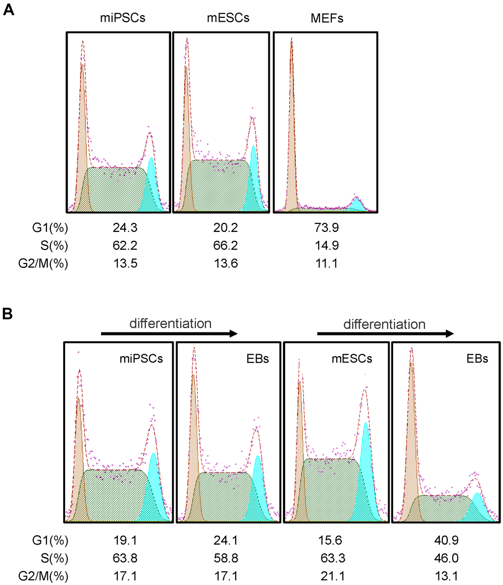 Cell cycle features of Oct4-EGFP miPSCs. (A) Comparison of cell cycle profiles between miPSCs, mESCs and MEFs. (B) miPSCs, mESCs and EBs derived from miPSCs or mESCs were stained with PI and analyzed by flow cytometry.