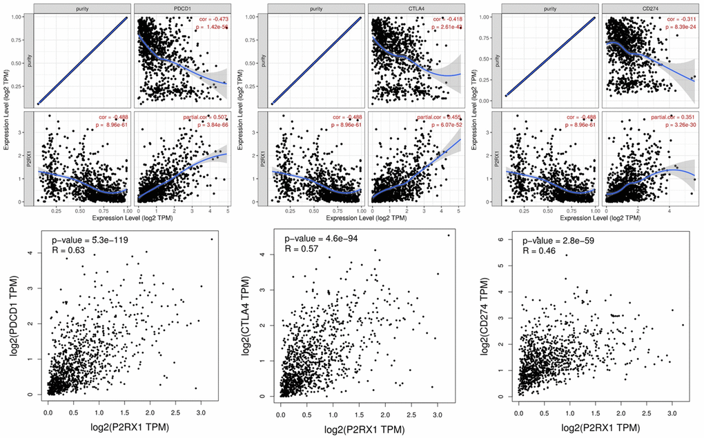 The expression of P2RX1 is significantly positively correlated with PDCD1, CTLA4, and CD274 in BC evaluated by TIMER and GIPIA database.