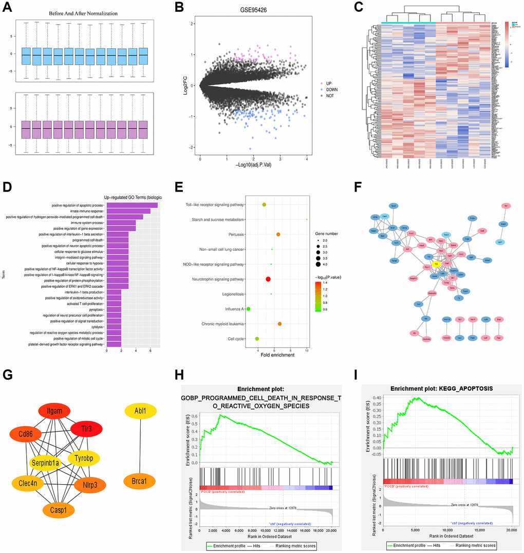 Results of bioinformatics analysis. (A) Before and after quantile normalization. (B) Volcano plot of visually grouped DEGs in the GSE75241 dataset. (C) Cluster heatmap of DEGs. (D) Up-regulating GO pathway diagram. (E) KEGG pathway diagram. (F) PPI network with 107 sides. (G) Key genes ranking top 10 in the PPI network. (H) and (I) GSEA-related pathway diagrams.