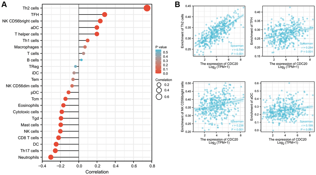 Relationships between CDC20 expression and tumor-infiltrating immune cells in HCC. (A) Lollipop of Relationships between CDC20 expression and tumor-infiltrating immune cells (XianTao tool). (B) The cross-validated association between CDC20 expression and several tumor-infiltrating immune cells, such as T helper 2 cells (Th2), follicular helper T cell (TFH), NK CD56bright cells, and activated dendritic cells (aDC).