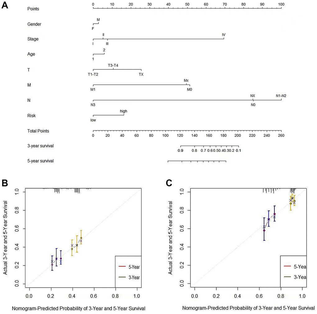 The nomogram can predict the prognosis probability in LUAD. (A) A nomogram of the TCGA-LUAD cohort (training set) was used to predict the OS. (B) Calibration maps were used to predict the 3-year and 5-year survival in the training set. (C) Calibration plots for 3-year and 5-year survival in the GSE68465 lung adenocarcinoma cohort (test group). The x-axis and y-axis represented the predicted and actual survival rates of the nomogram, respectively. The solid line represents the predicted nomogram, and the vertical line represents the 95% confidence interval.