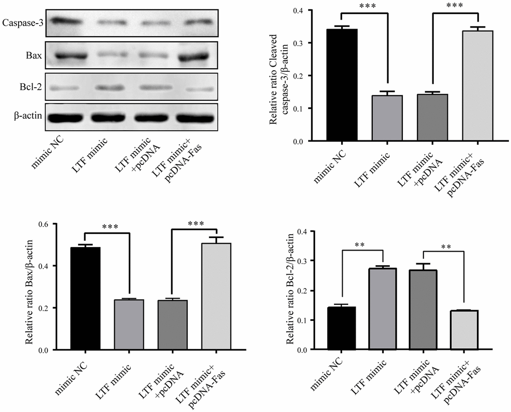 LTF inhibited apoptosis by targeting Fas in NPCs. **P ***P 