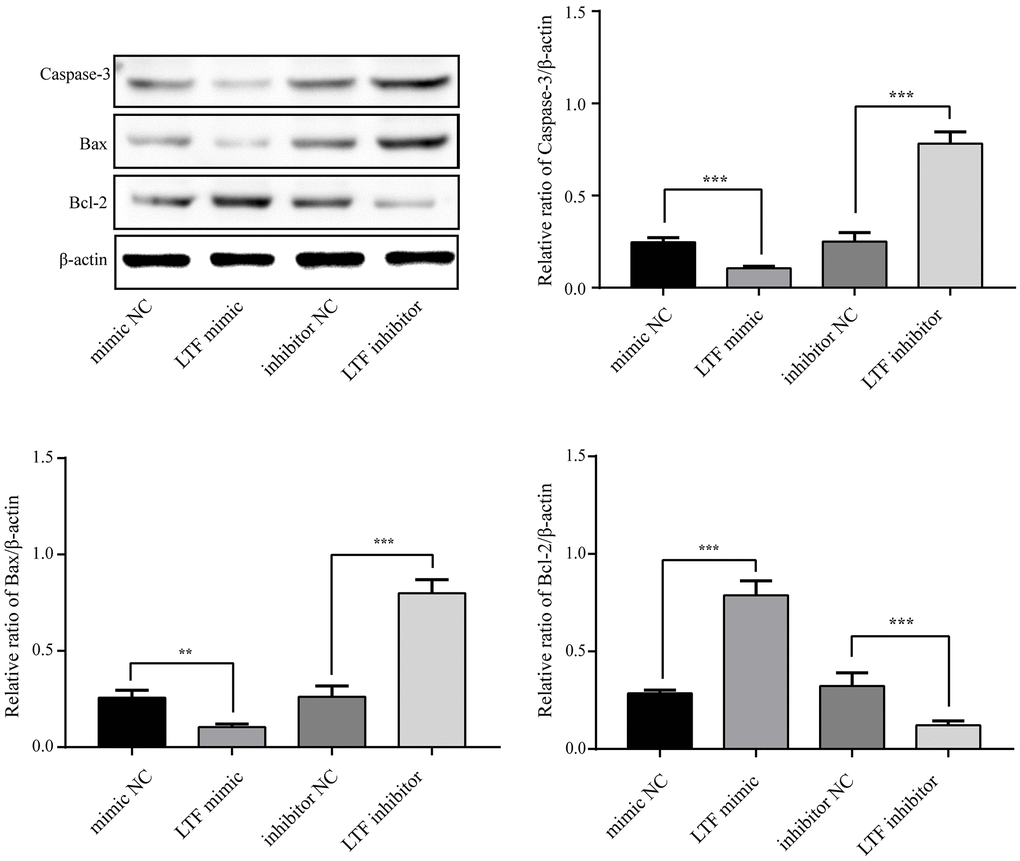 LTF inhibited NPC apoptosis. **P ***P 