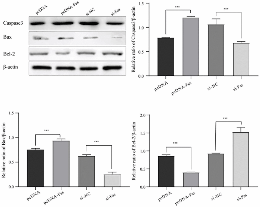 Fas promoted NPC apoptosis. *P **P 