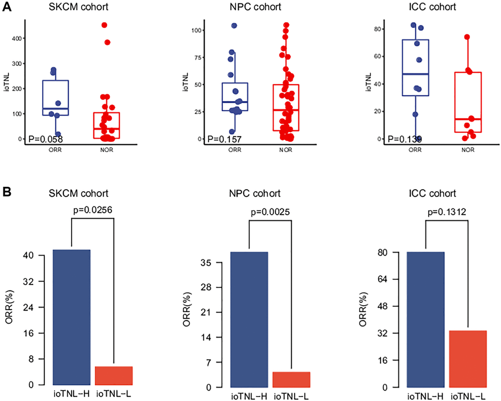 Validation of ioTNL in multiple datasets. (A) Boxplots of the distribution of ioTNL scores between patients with ORR and NOR in the SKCM cohort (left), the NPC cohort (middle) and the ICC cohort (right). (B) Barplots of ORR rate between ioTNL-H group and ioTNL-L group in the SKCM cohort (left), the NPC cohort (middle) and the ICC cohort (right).