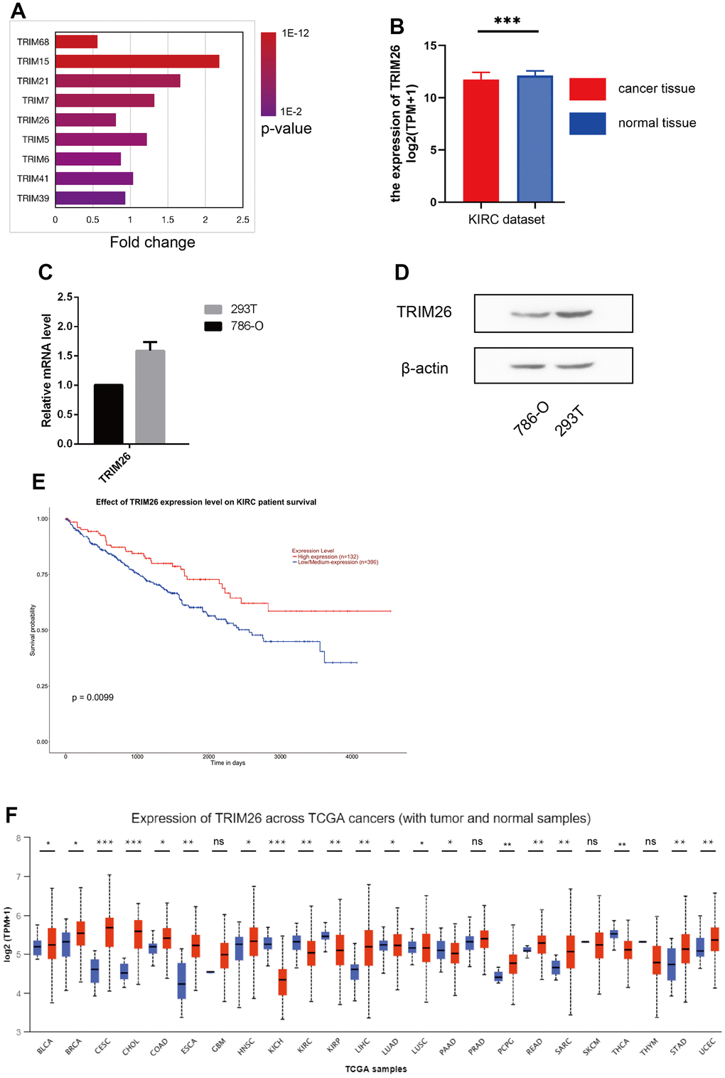 (A) 9 TRIM genes expression level in the KIRC dataset; (B) TRIM26 expression level in the KIRC dataset; (C, D) TRIM26 expression level in Q-PCR or WB analysis; (E) The survival analysis of TRIM26 in the KIRC dataset by the UALCAN; (F) The TRIM26 expression level in the TCGA pan-cancer tissue.